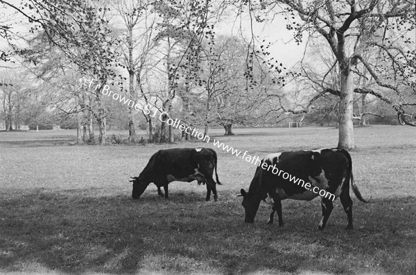 CATTLE ON THE FARM